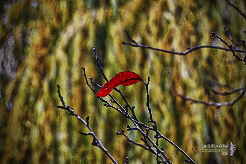 La hoja roja.jpg